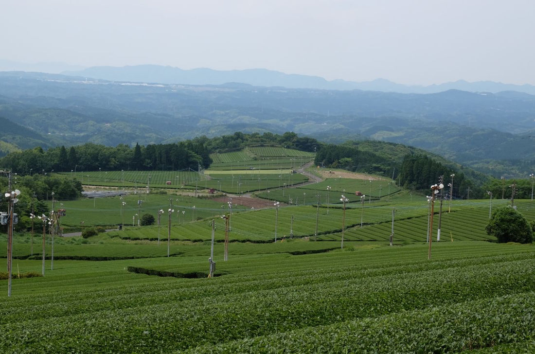 Variétés de thé japonais : découvrez les cultivars qui façonnent les saveurs