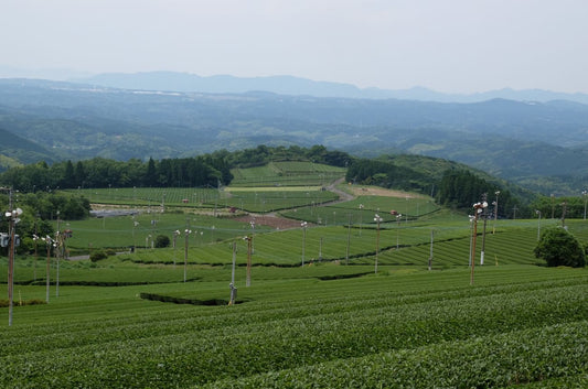 Variétés de thé japonais : découvrez les cultivars qui façonnent les saveurs