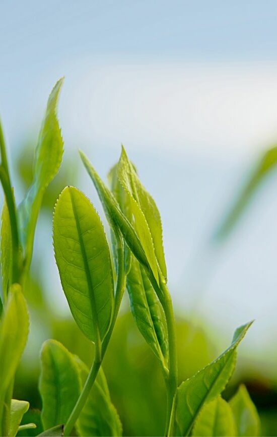 Qu'est-ce que le thé vert ?